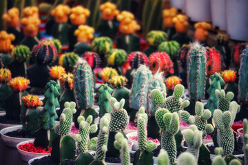Vibrant Cactus Collection: A Diverse Array of Colorful Succulents