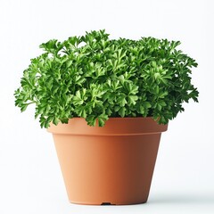 Fototapeta premium Vibrant Parsley in Terracotta Pot: A Fresh Culinary Herb for Home Gardens and Kitchens