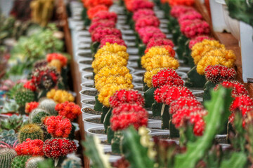 Vibrant Cactus Blooms: A Colorful Row of Red and Yellow Succulents
