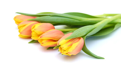 Obraz premium Colorful tulip flowers isolated on white