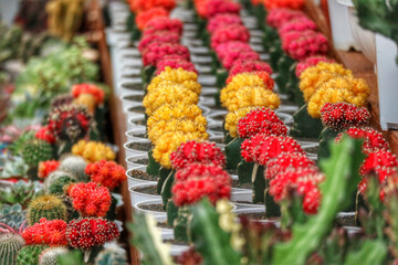 Vibrant Cactus Collection: Red and Yellow Succulents in a Sunny Market Display