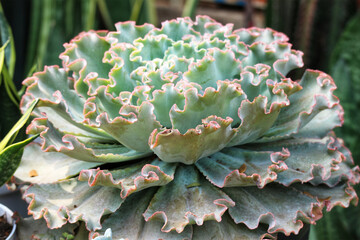 Ruffled Echeveria Succulent: A Serene Pastel Study