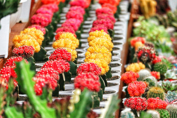 Vibrant Cactus Blooms: A Colorful Row of Red and Yellow Succulents