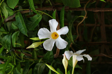 Obraz premium Elegant White Mandevilla Blooms in Serene Garden Setting