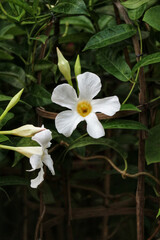 Elegant White Mandevilla Blooms: A Serene Botanical Close-up