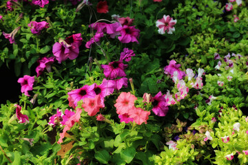 Vibrant Petunia Blooms: A Lush Garden Display of Pink and Purple