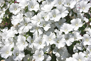 ラバテラ　花模様