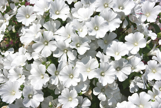 ラバテラ　花模様