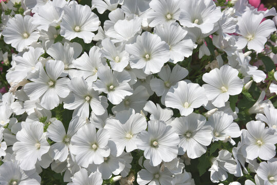 ラバテラ　花模様