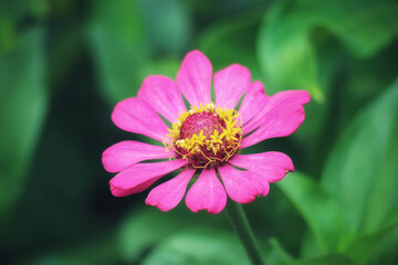 Obraz premium Vibrant Pink Zinnia Blossom: A Serene Botanical Close-Up