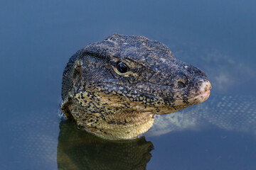 Asian Water Monitor lizard (Varanus salvator) in lake at Lumphini Park, in Bangkok, Thailand. Head above water, looking at camera. 
