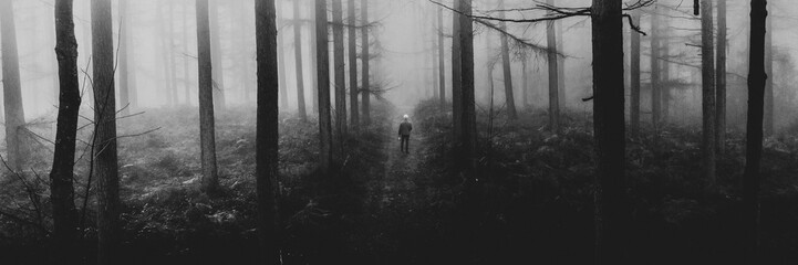 Naklejka premium Mysterious foggy forest path