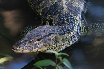 Asian Water Monitor lizard (Varanus salvator) in lake at Lumphini Park, in Bangkok, Thailand. Head above water, looking at camera. 
