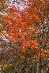 若桜氷ノ山の紅葉 鳥取県 氷ノ山