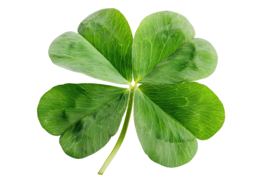 Green four leaf clover isolated on transparent background png. Shamrock Design element for St. Patrick's Day in Ireland