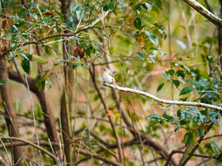 ニシオジロビタキ