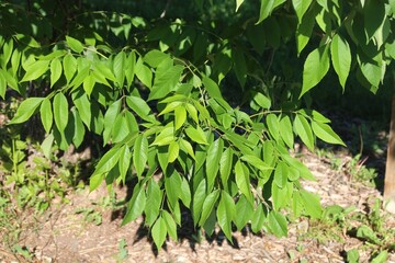 Autumn Purple Ash tree leaves in spring, Colorado