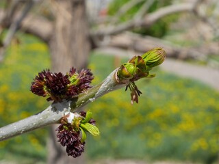 Autumn Purple Ash tree buds and flowers, Colorado