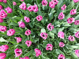 pink tulips from above in garden