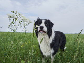 Happy Border Collie in a field of wildflowers.  A playful dog enjoying the outdoors.