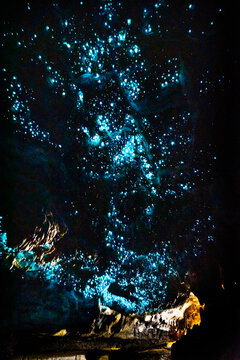 New Zealand's bioluminiscent glow worms in Waipu Caves	