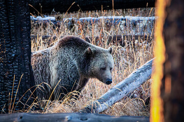 Female grizzly sow walking in a meadow of fallen burnt down trees in Yellowstone National Park, USA