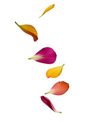 colorful flower Patels