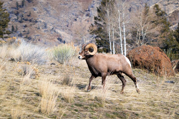 Bighorn Sheep Ram walking on a rocky hillside in Wyoming, USA