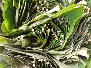 Foto close up daun jati