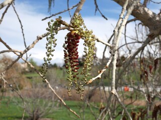Jeronimus Plains Cottonwood tree flowers in spring, Colorado