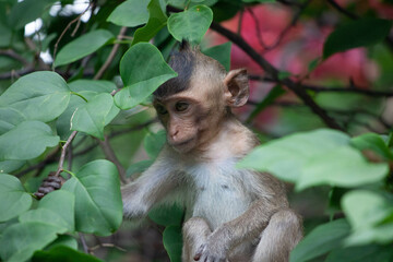 可愛いサル