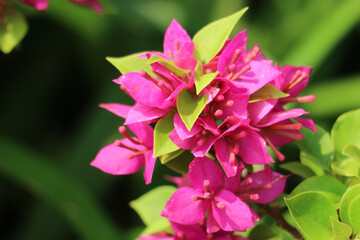 Obraz premium Vibrant Pink Bougainvillea Cluster: A Lush, Tropical Floral Delight