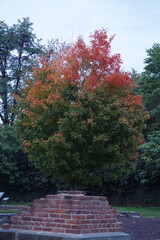 Naklejka premium Maple Tree at the Start of Fall