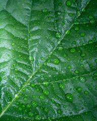 Avocado leaf close up with water drops