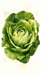 Fototapeta premium Watercolor Cabbage Painting: Vibrant Green Leaves