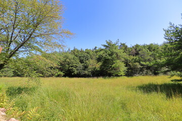 夏の黄金色の湿地帯