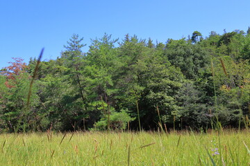 夏の黄金色の湿地帯