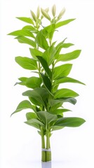 Obraz premium Lush Green Lily Plant with Buds Isolated on White Background
