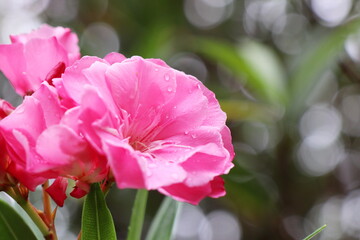 ピンク色をしたキョウチクトウの花