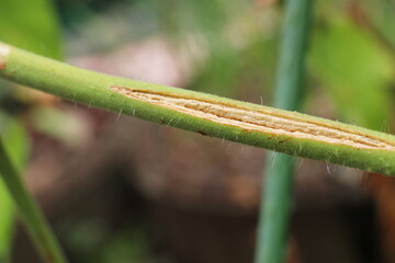 ミニトマトの茎の蔓割れ