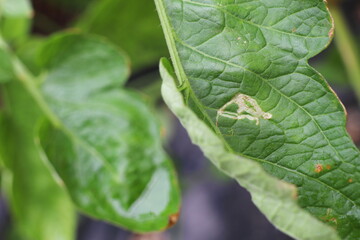 ミニトマトの葉のハモグリバエ
