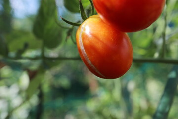 庭の家庭菜園のミニトマトの裂果