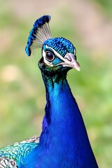 Obraz premium Vibrant Peacock Displaying Plumage in Natural Habitat
