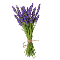 Fototapeta premium lavender flowers isolated on white background