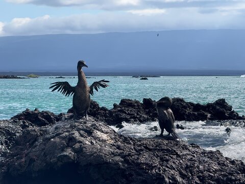 Galapagos flightless cormorants squabble over a fishing spot, Gal&aacute;pagos Islands