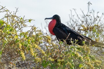 Male Galapagos Frigatebird puffs up his red waddle to attract females, Galápagos Islands