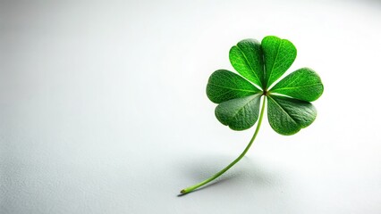 Simple white clover, minimalist St. Patrick's Day photo; spring's Irish symbol.