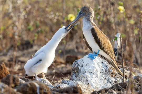 Blue footed booby regurgitating food to feed its young, Gal&aacute;pagos Islands