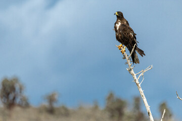 A Galapagos hawk looks across the landscape to find prey for its next meal