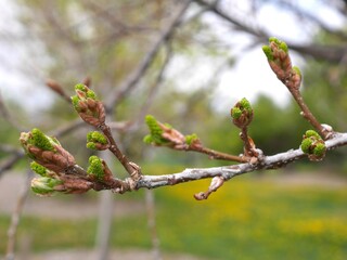 English Oak tree buds in spring, Colorado